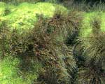 糸状藻類